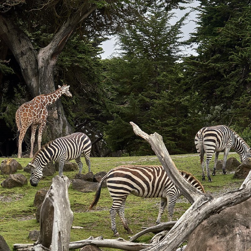 Many zoos keep. БД зоопарк. Keeping animals. Keeping animals in Zoos essay.