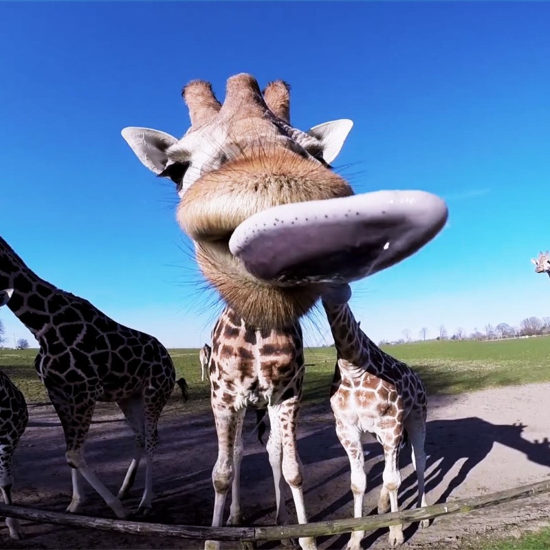 Funniest Animals Snapchat