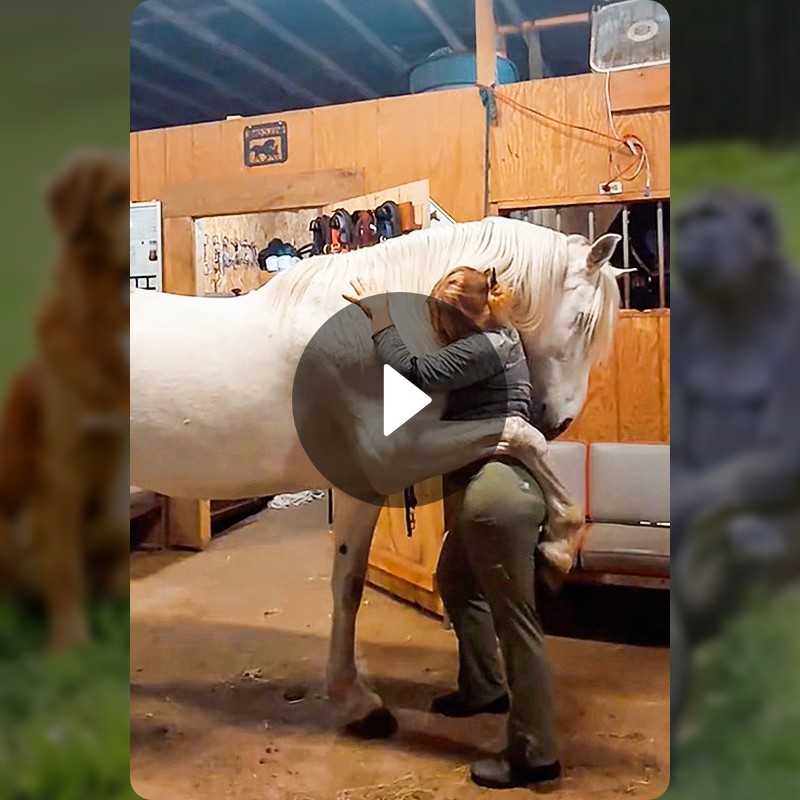 Horse has a crush - House Of Animals | Snapchat