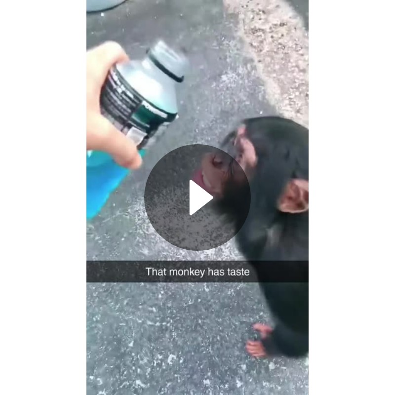 That monkey has taste | Spotlight on Snapchat