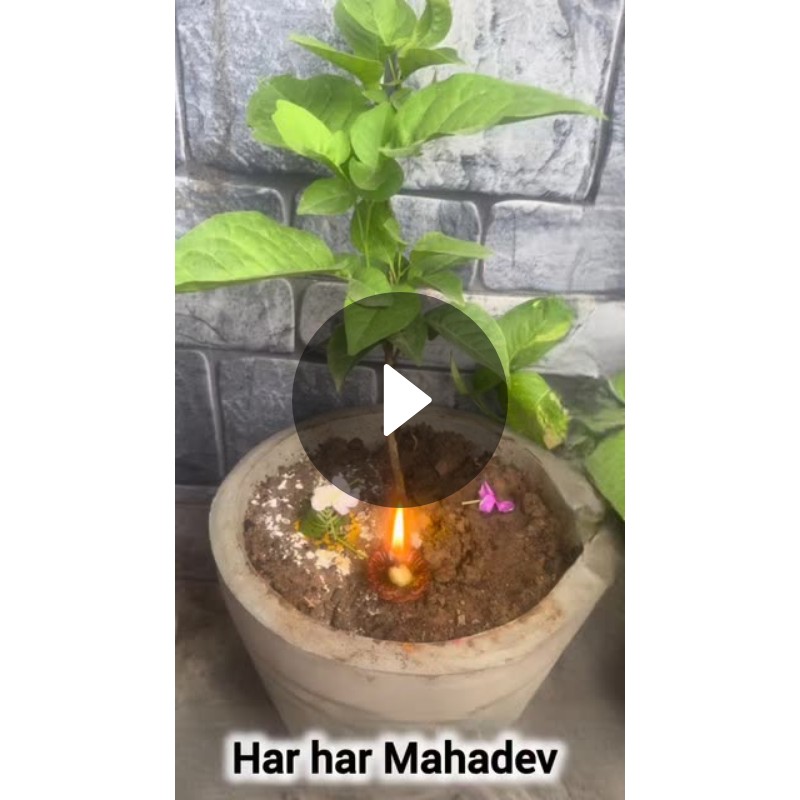 🛕मंदिर दर्शन🙏 - ShareChat