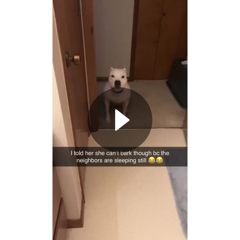 I told her she can’t bark though bc the neighbors are sleeping still 😂😂