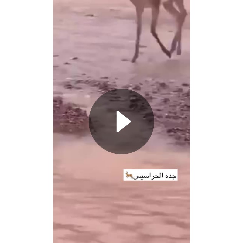 جده الحراسيس🦌 Spotlight On Snapchat