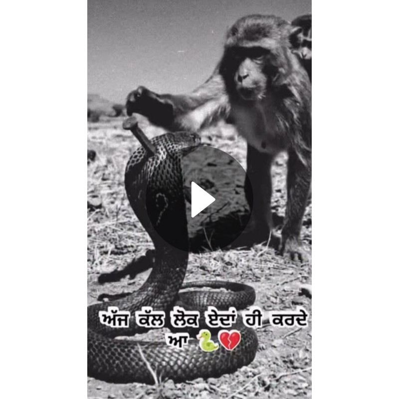 🤘 My Status - ShareChat