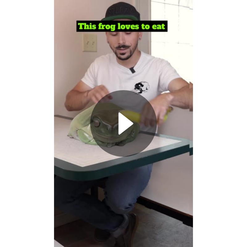 This frog loves to eat Spotlight on Snapchat