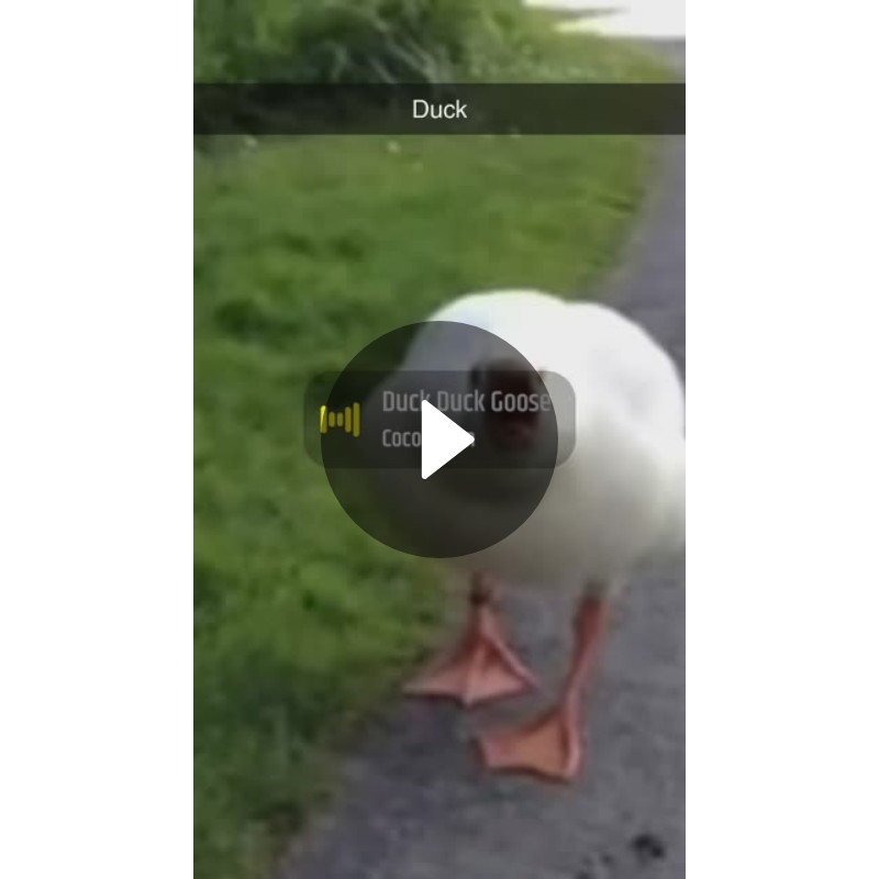 Duck Spotlight On Snapchat