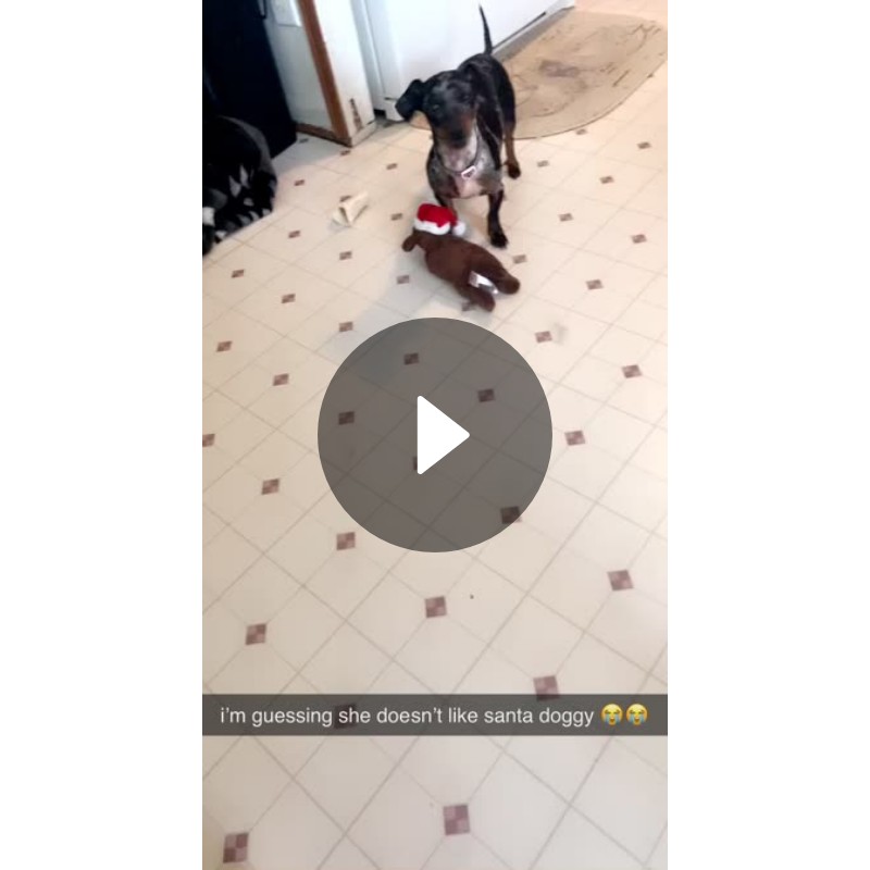 i’m guessing she doesn’t like santa doggy 😭😭 | Spotlight on Snapchat