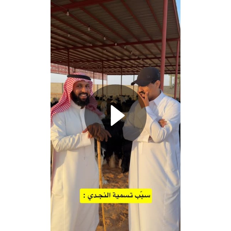 Title: Friendly Chat in a Saudi Sheep Pen: Tradition and Camaraderie Under the Shelter