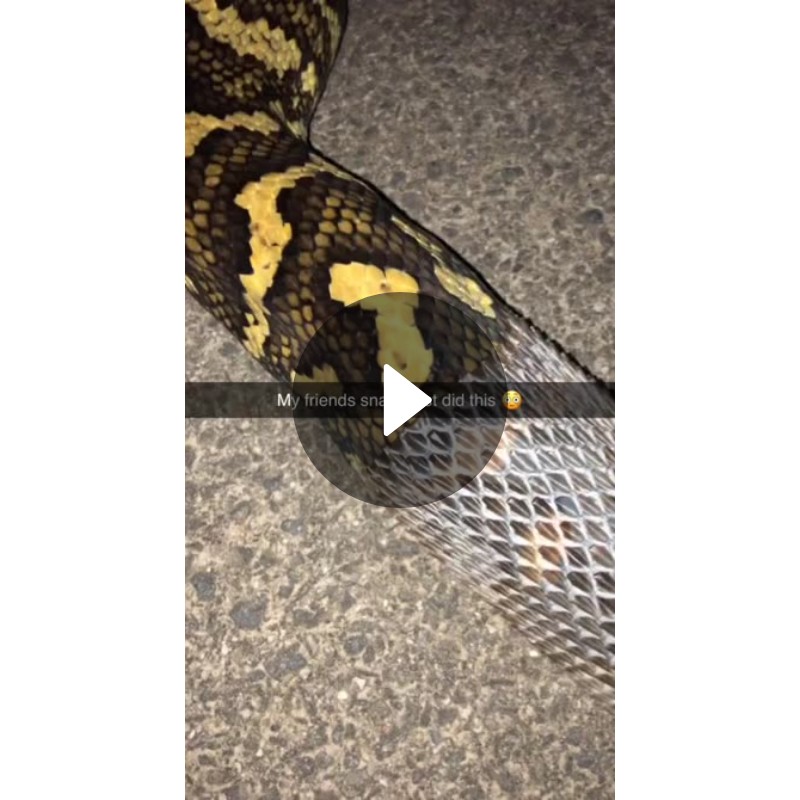 my-friends-snake-just-did-this-spotlight-on-snapchat