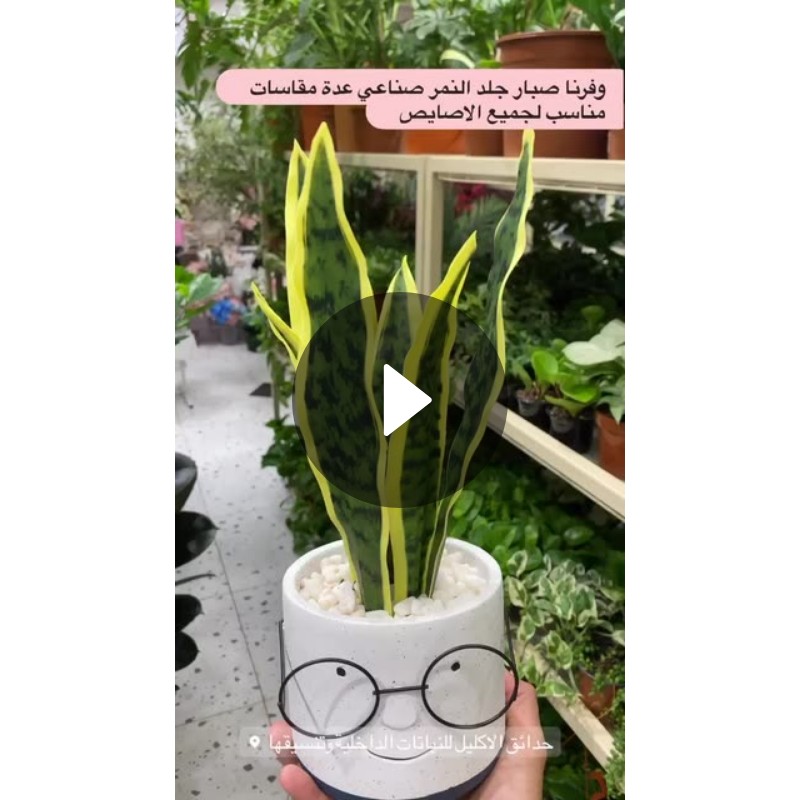 rosemary_garden Spotlight on Snapchat