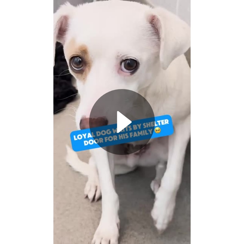 Loyal Dog Waits by Shelter Door for Family | Heartbreaking Story of ...