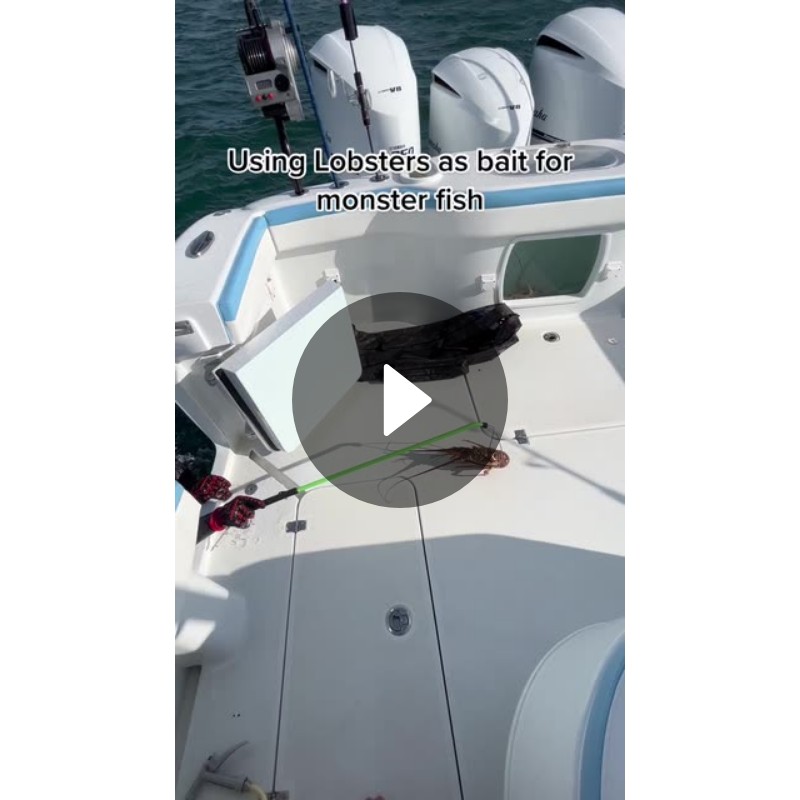 boat animals wildlife fishtok Spotlight on Snapchat